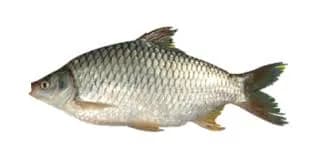 Shorputi 2 Kg Size