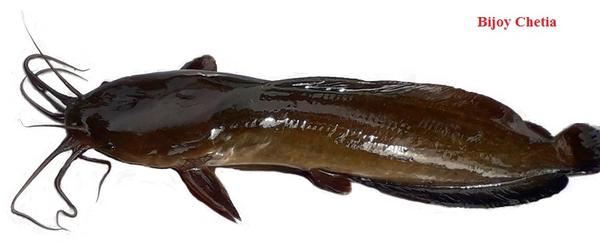 Magur fish (Cat fish)