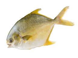 POMFRET GOLDEN 2lb