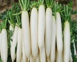 Daikon Radish (Muli)